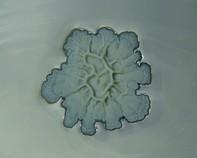 soil bacteria soil bacteria